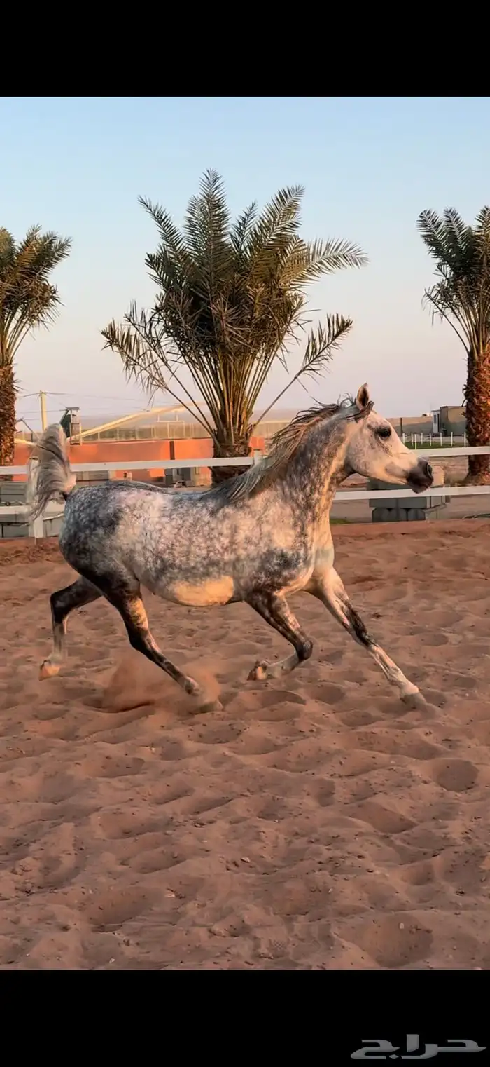 فرس واهو لقاح ثقيل 2