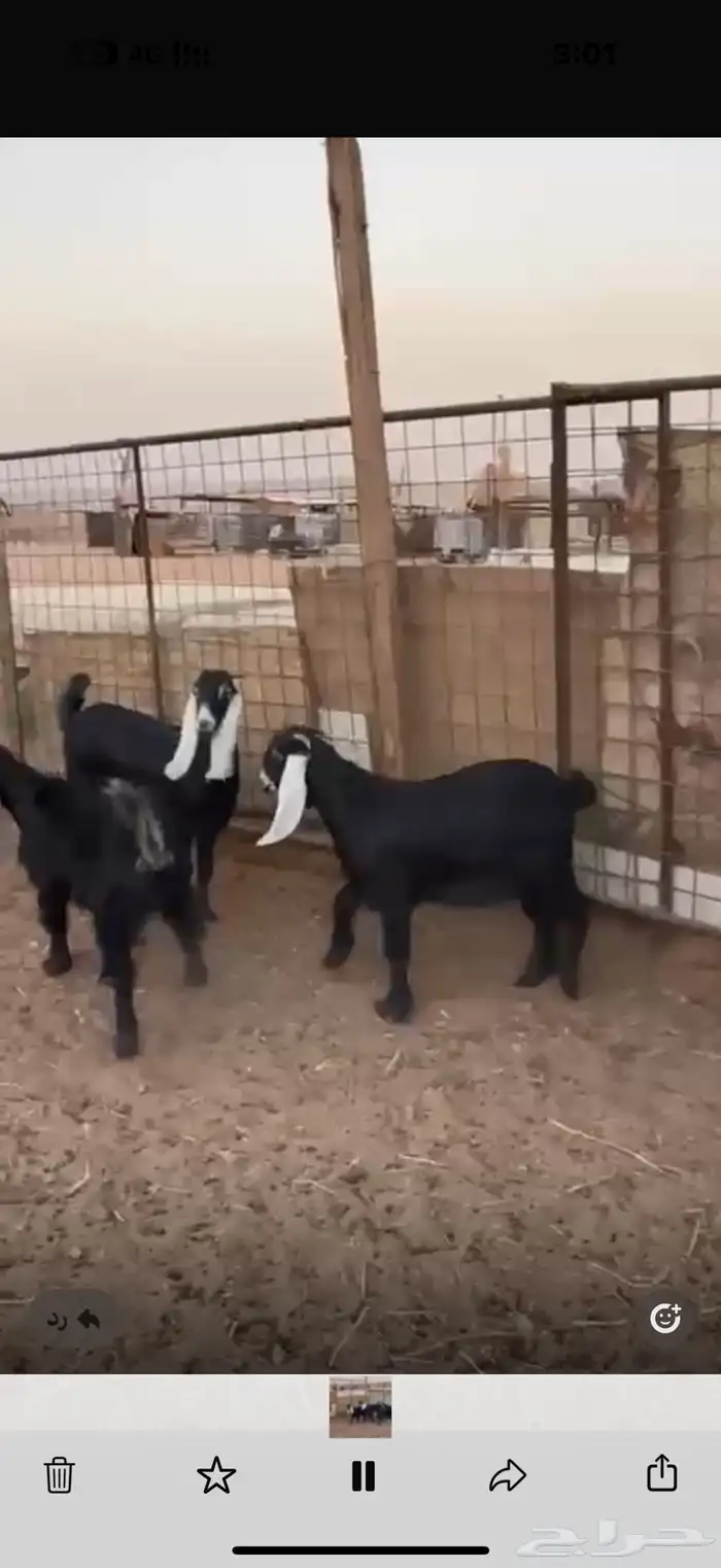 ذبايح حري نعيم تيوس   تمارا 3