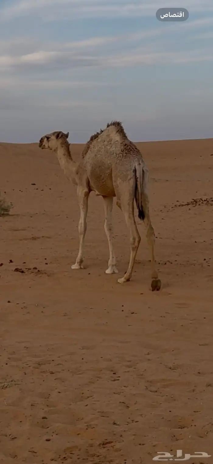 للبيع بكره قصب عمرها خمس شهور 1