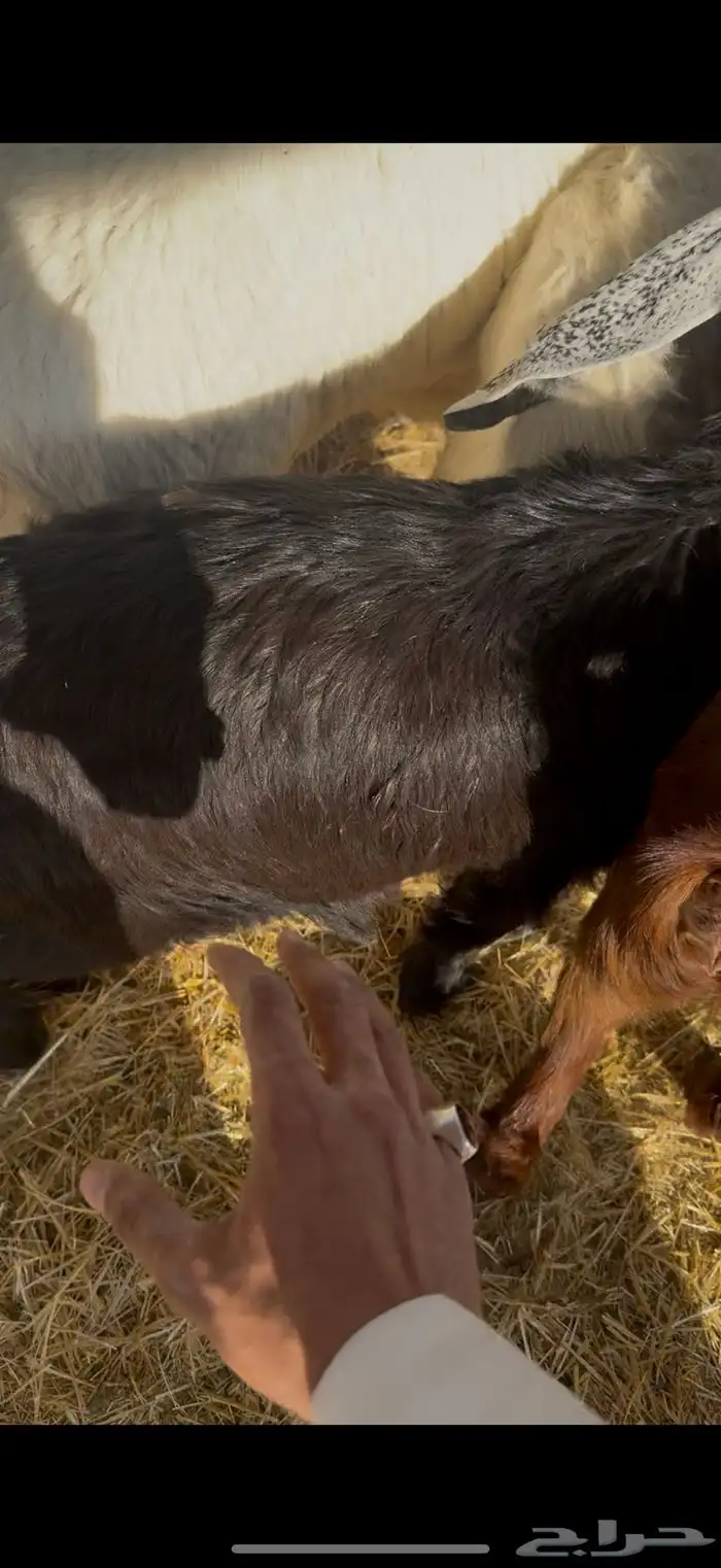 تيوس وجفار 1