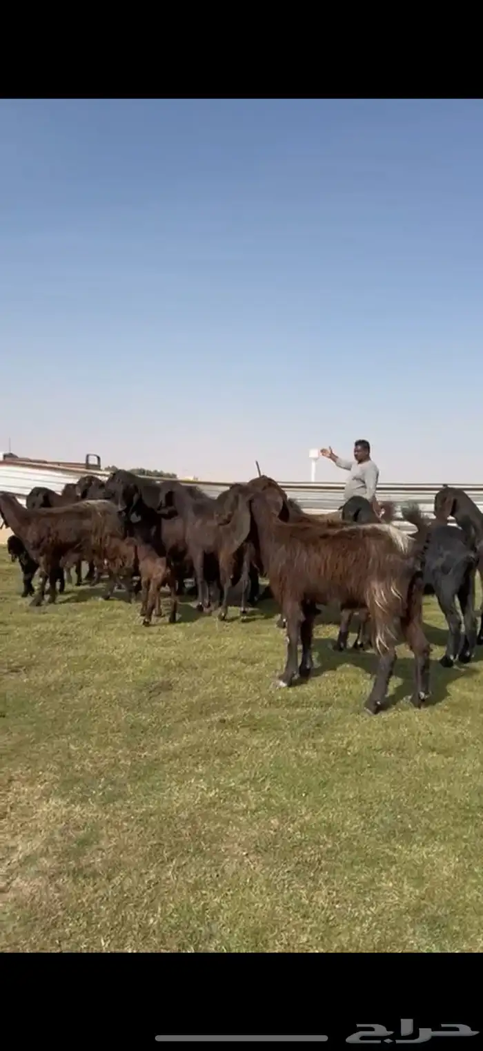 مصريات جم بيور دهم ودبس 10