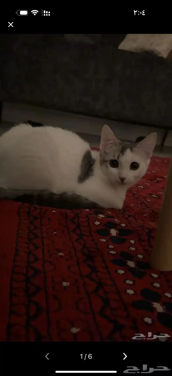 قطة للتبني عمر4 شهور سلميه وتربية بيت 1