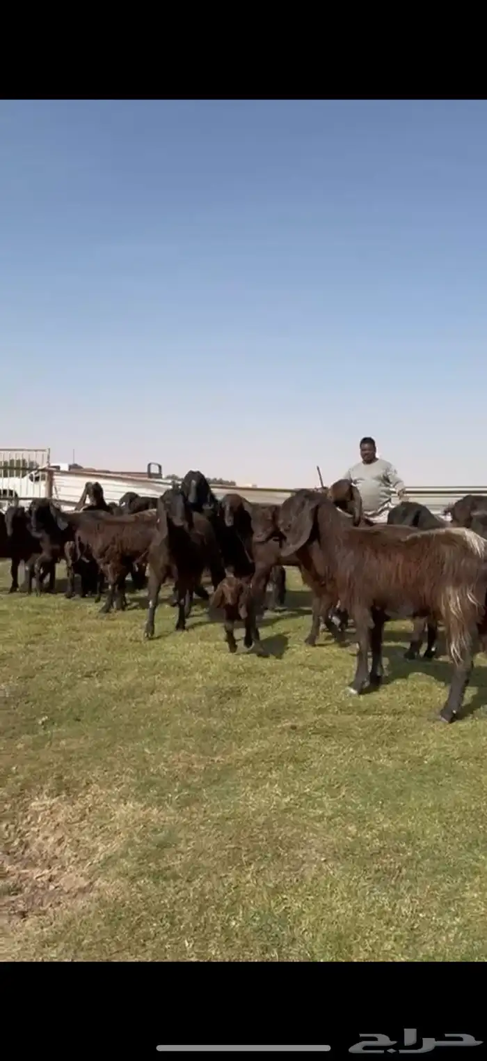 مصريات جم بيور دهم ودبس 11