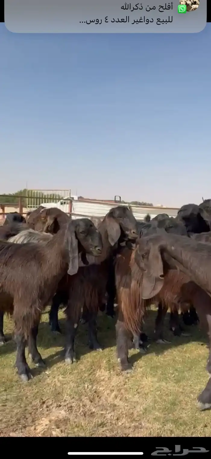 مصريات جم بيور دهم ودبس 9