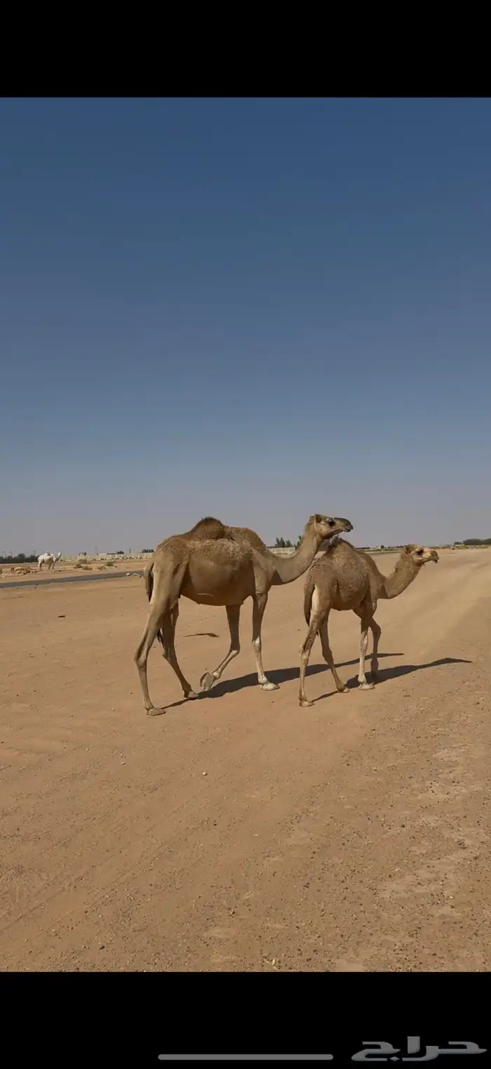 خلفه حمرا طيبه تحتها بكره 3