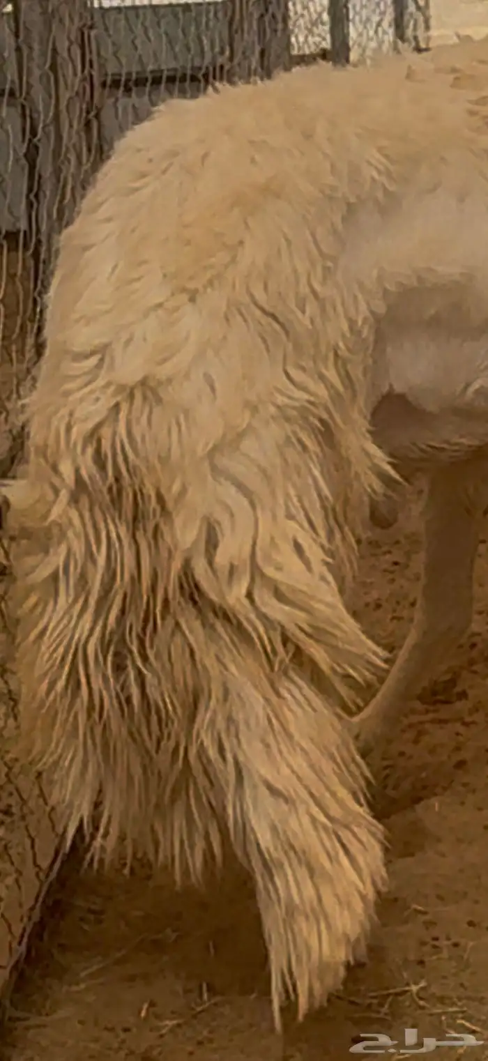 فحل نادر من اندر فحول الساحة 12