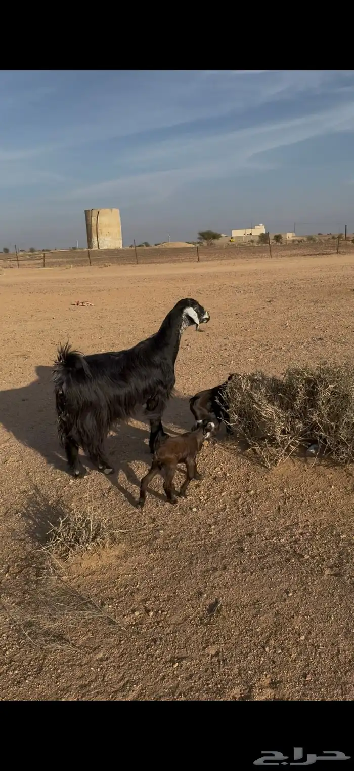 عنز خلفه روم و سلم معها تيس ر جفره 2