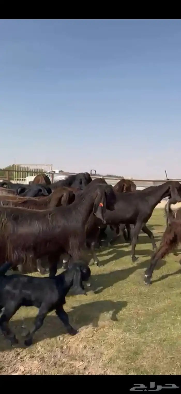 مصريات جم بيور دهم ودبس 5