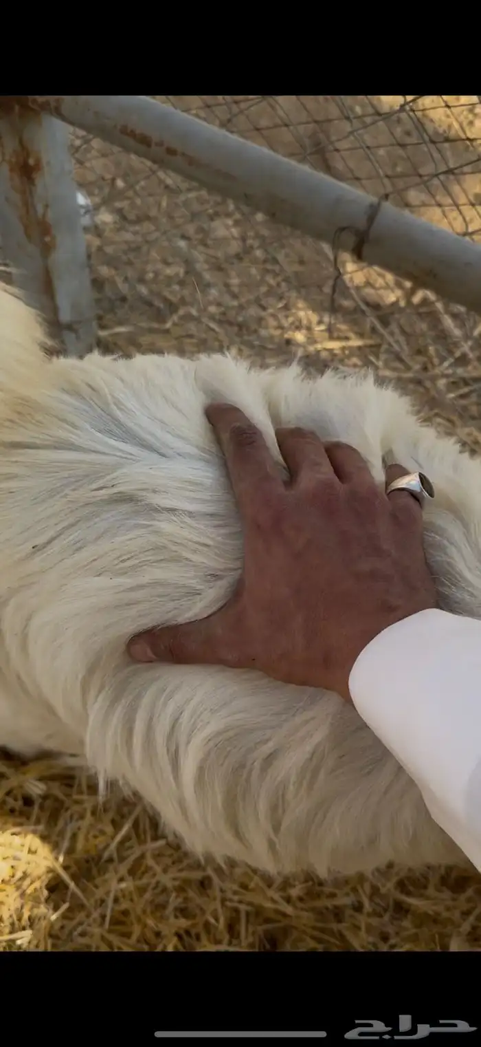 تيوس وجفار 0