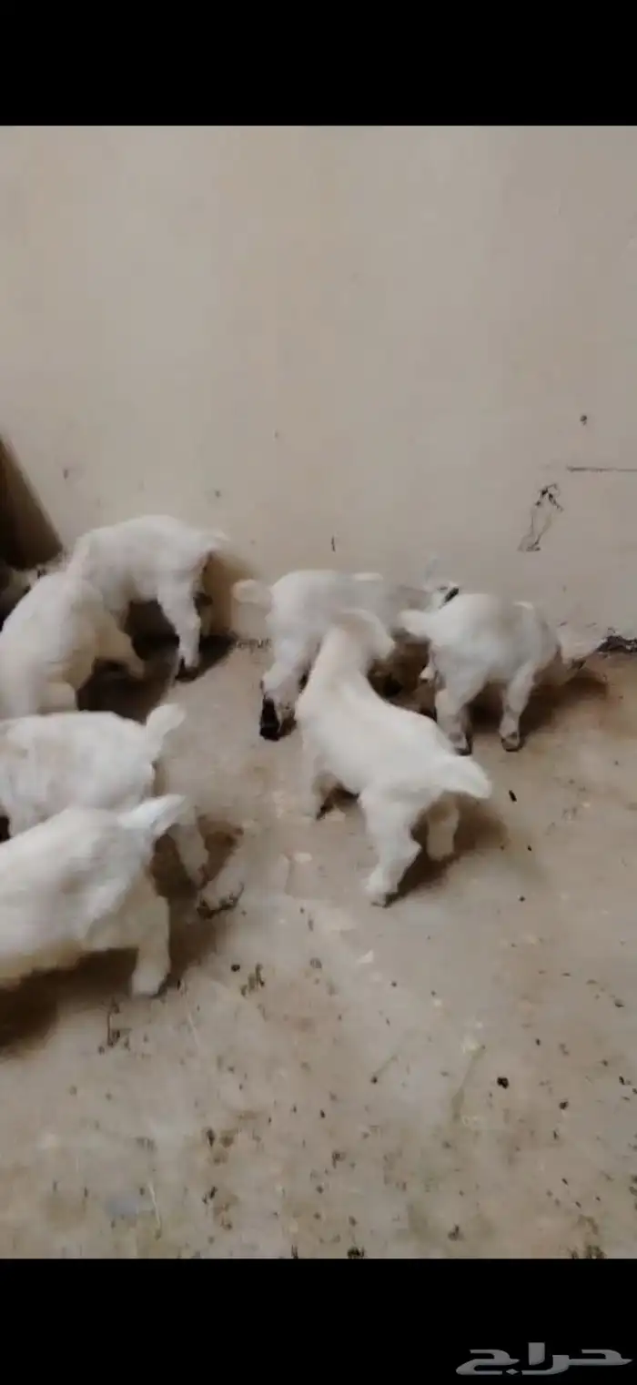 تيوس ماعز قزم للتربيه جاري تعويدها على الرضاعة 1