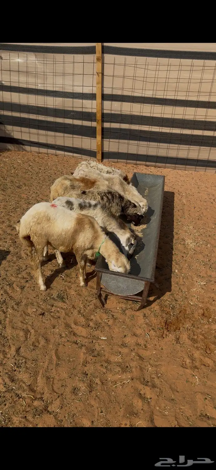 للبيع رخال رفيديات بلدي ومهجنات العدد8 0