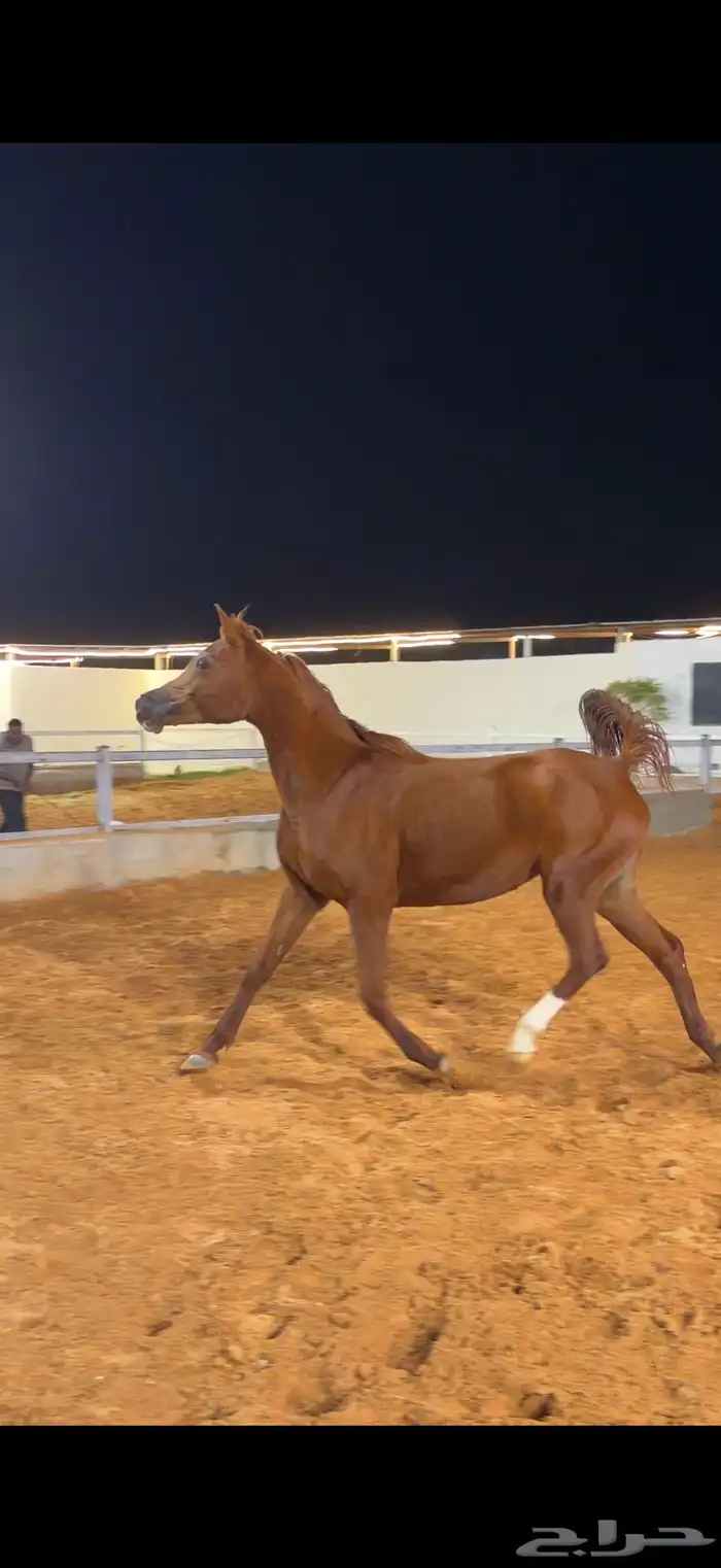 فرس واهو لقاح ثقيل 1