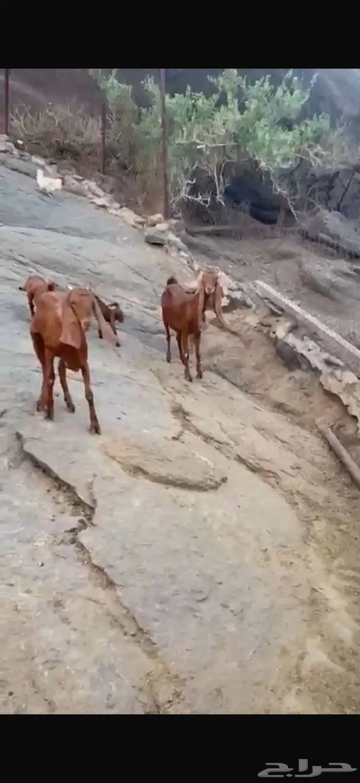 غنم مقاني للبيع 3