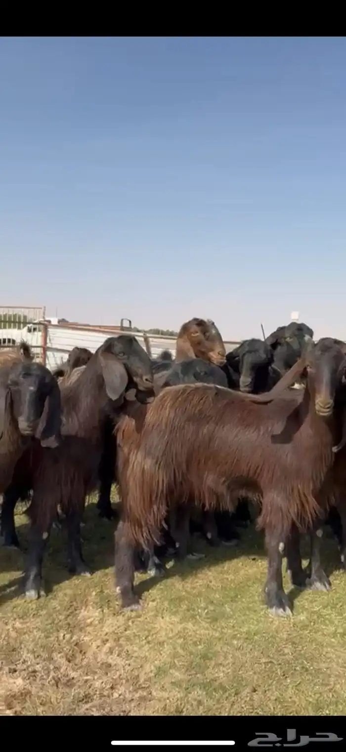 مصريات جم بيور دهم ودبس 4