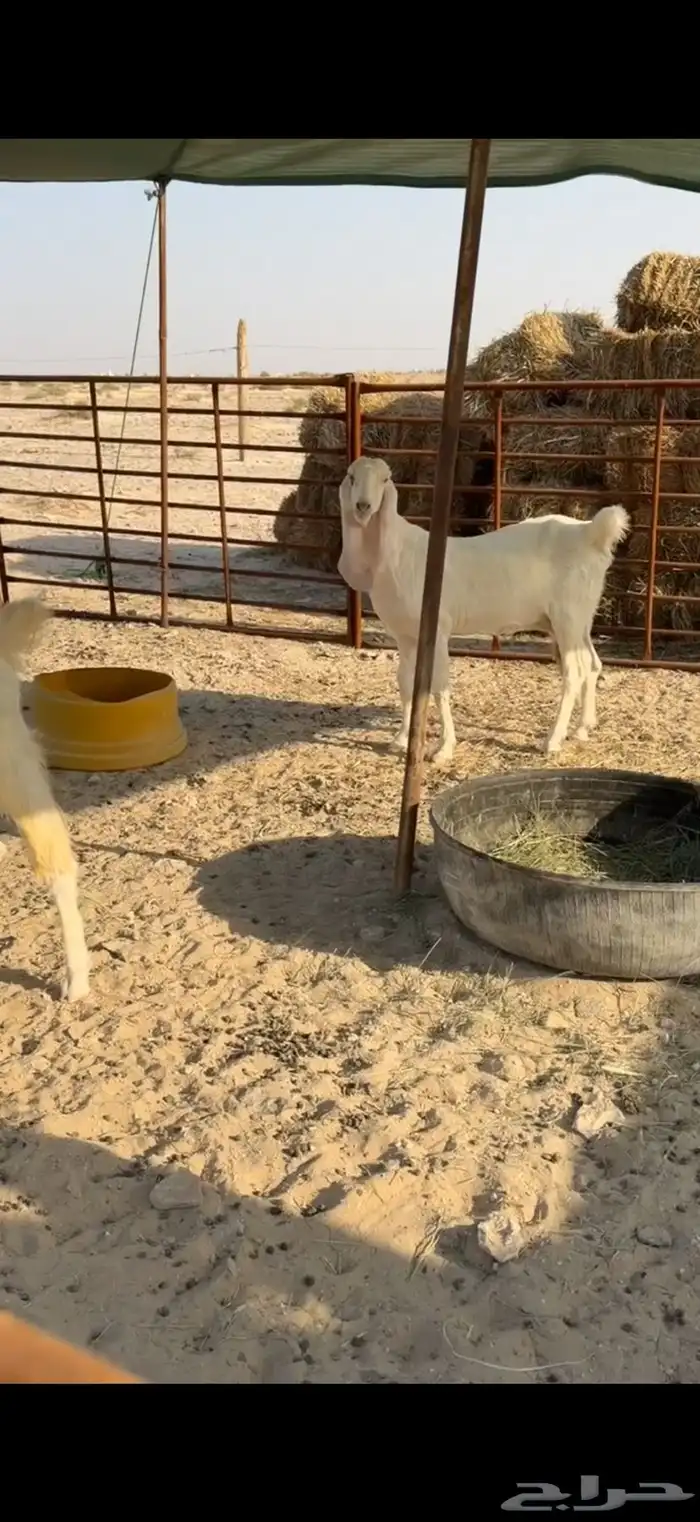 للبيع هولنديات دفيع طيبات بالحيل 1