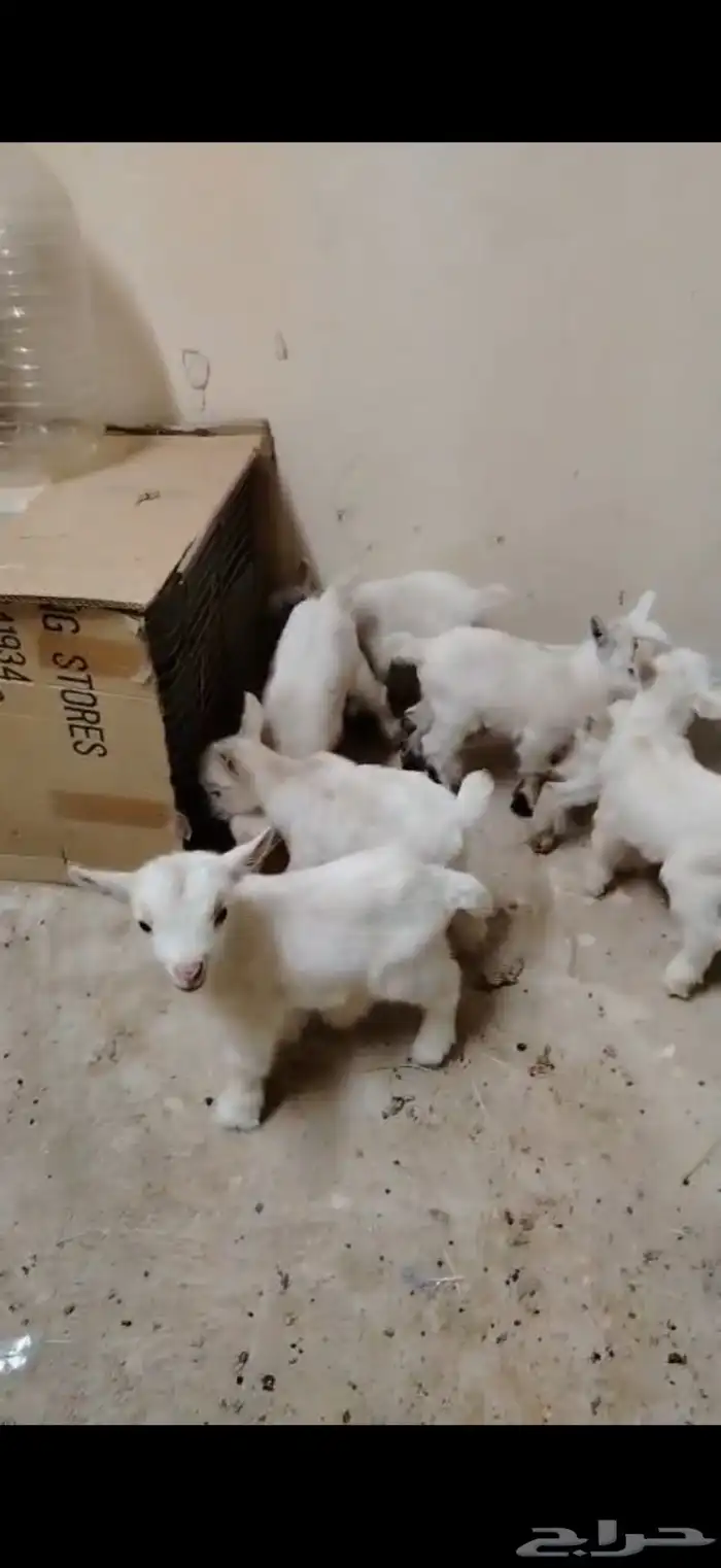 تيوس ماعز قزم للتربيه جاري تعويدها على الرضاعة 4