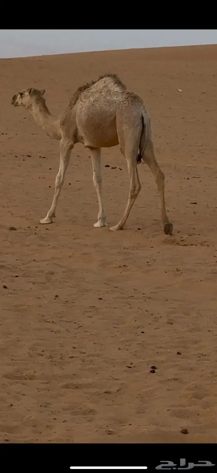 للبيع بكره قصب عمرها خمس شهور 2