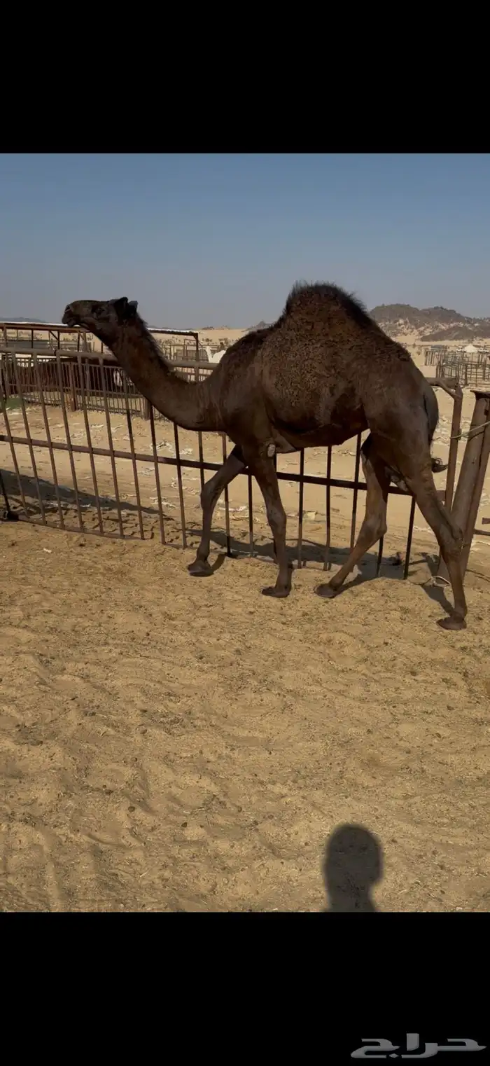 قعدان وبكار للبيع كفو فل مغلقه التواصل اتصال 1