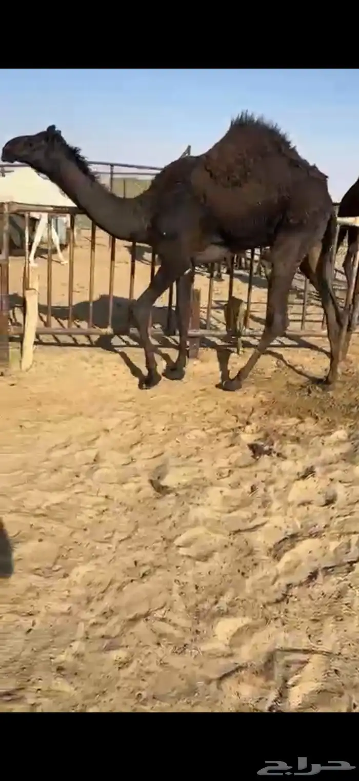 قعدان وبكار للبيع كفو فل مغلقه التواصل اتصال 2