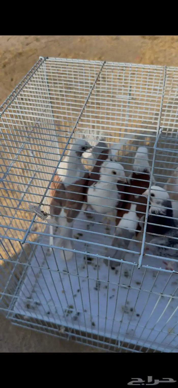 زوج لباني. زوج روماني. زوج هجين ايراني مع روماني 8