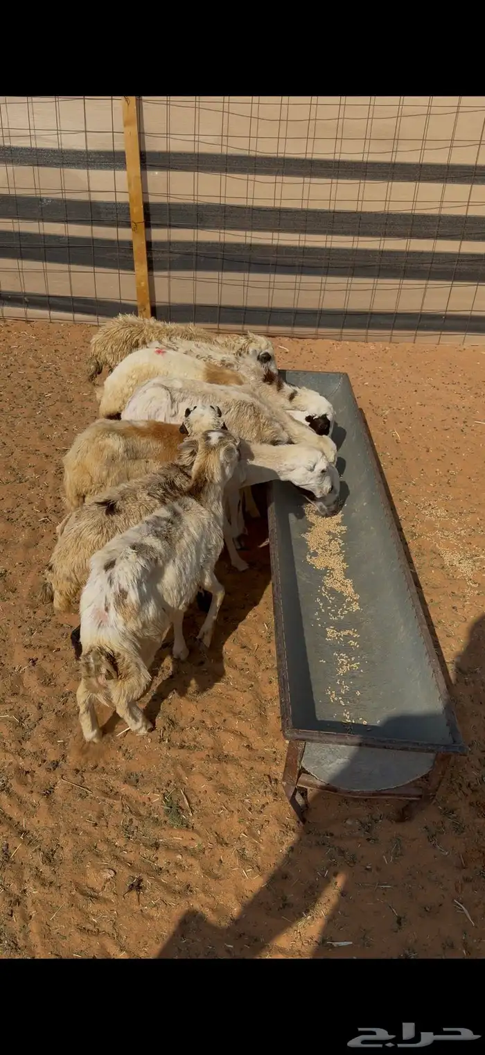 للبيع رخال رفيديات بلدي ومهجنات العدد8 2