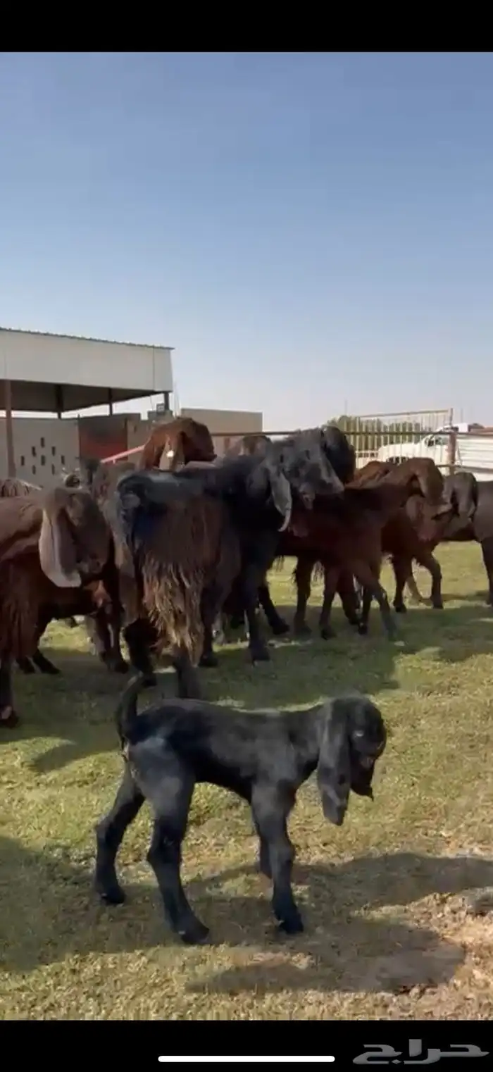 مصريات جم بيور دهم ودبس 7