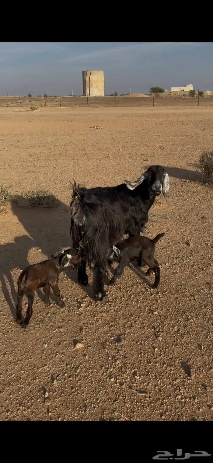 عنز خلفه روم و سلم معها تيس ر جفره 1