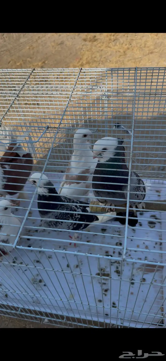 زوج لباني. زوج روماني. زوج هجين ايراني مع روماني 7