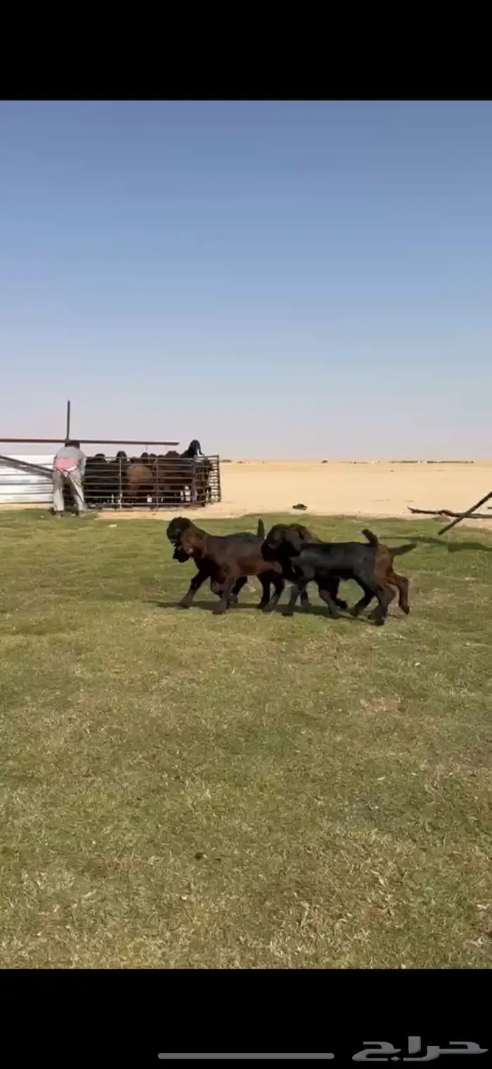 مصريات جم بيور دهم ودبس 0