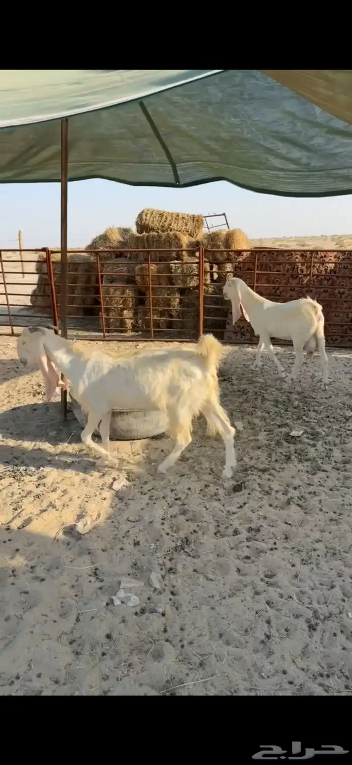 للبيع هولنديات دفيع طيبات بالحيل 0