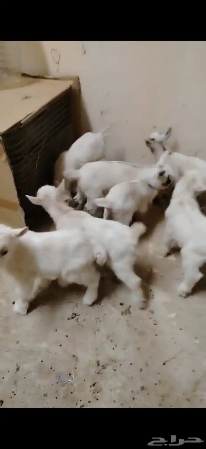 تيوس ماعز قزم للتربيه جاري تعويدها على الرضاعة 3