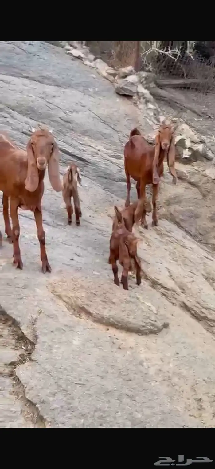 غنم مقاني للبيع 0