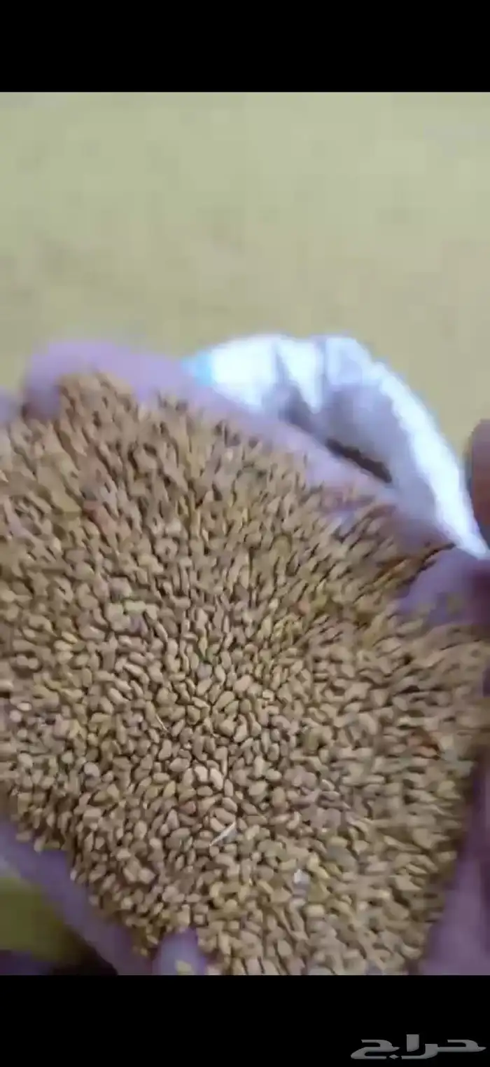 بذر برسيم بلدي حساوي جديد ونظيف 1