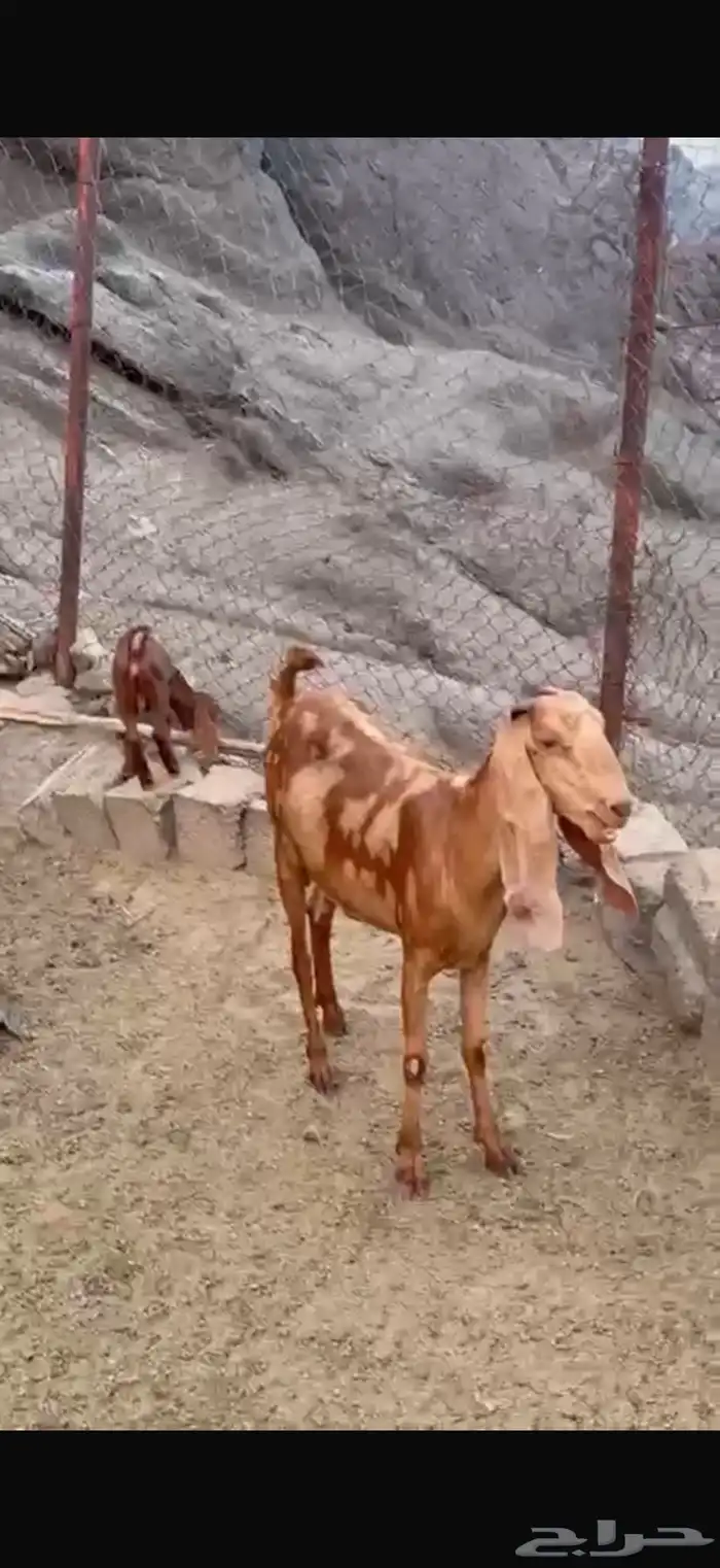 غنم مقاني للبيع 1