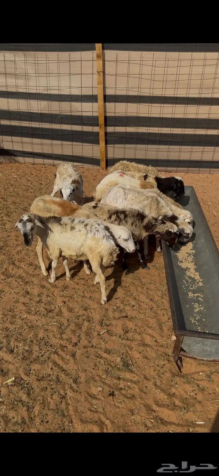 للبيع رخال رفيديات بلدي ومهجنات العدد8 1