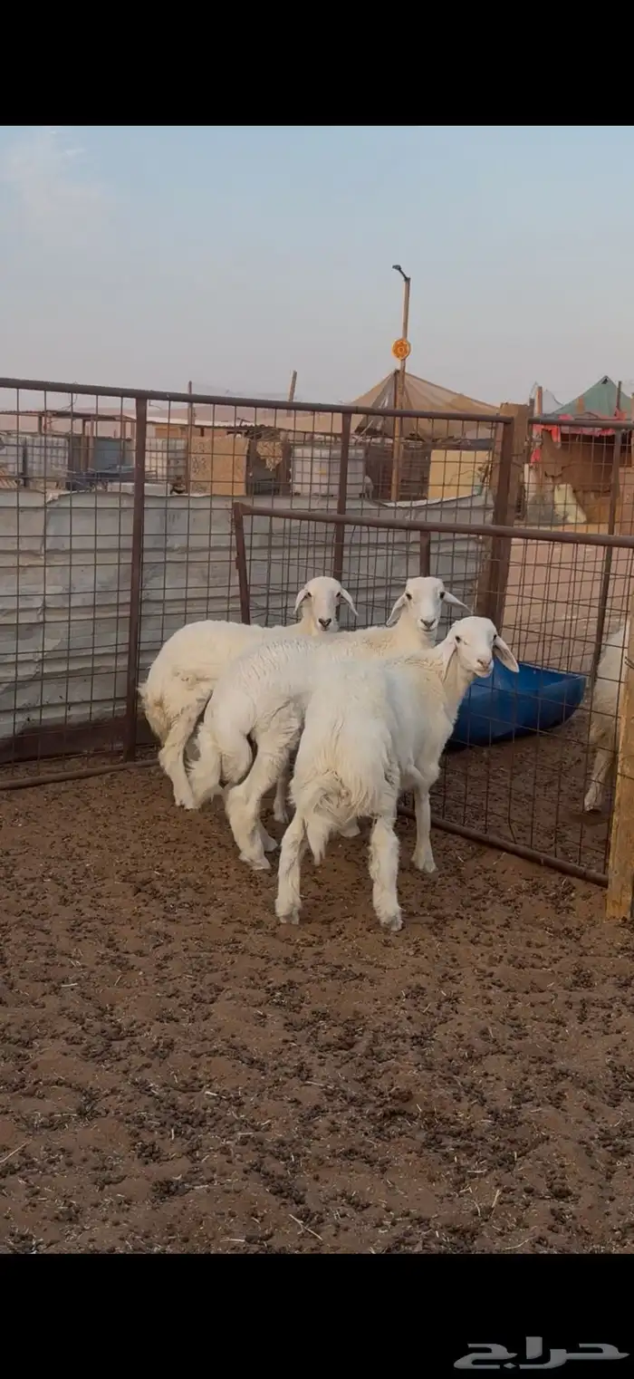 ذبايح حري نعيم تيوس   تمارا 2