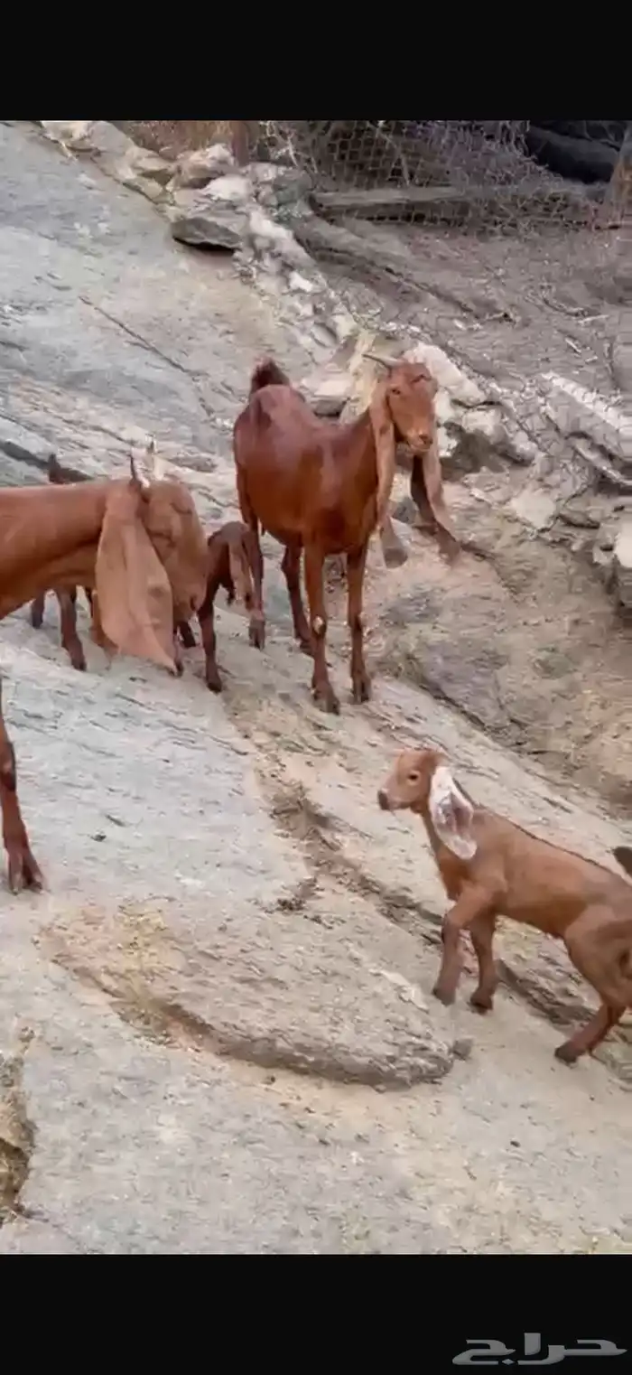 غنم مقاني للبيع 2