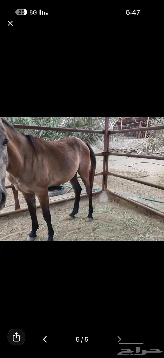 خيل ومهره للبيع 4