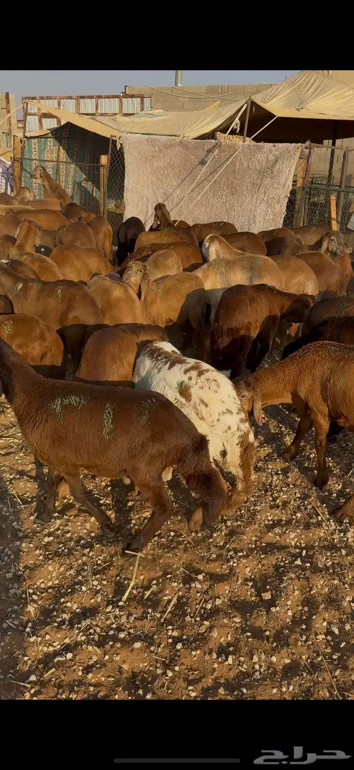 سواكن حمري تقييم 110 متوفر تمارا 3