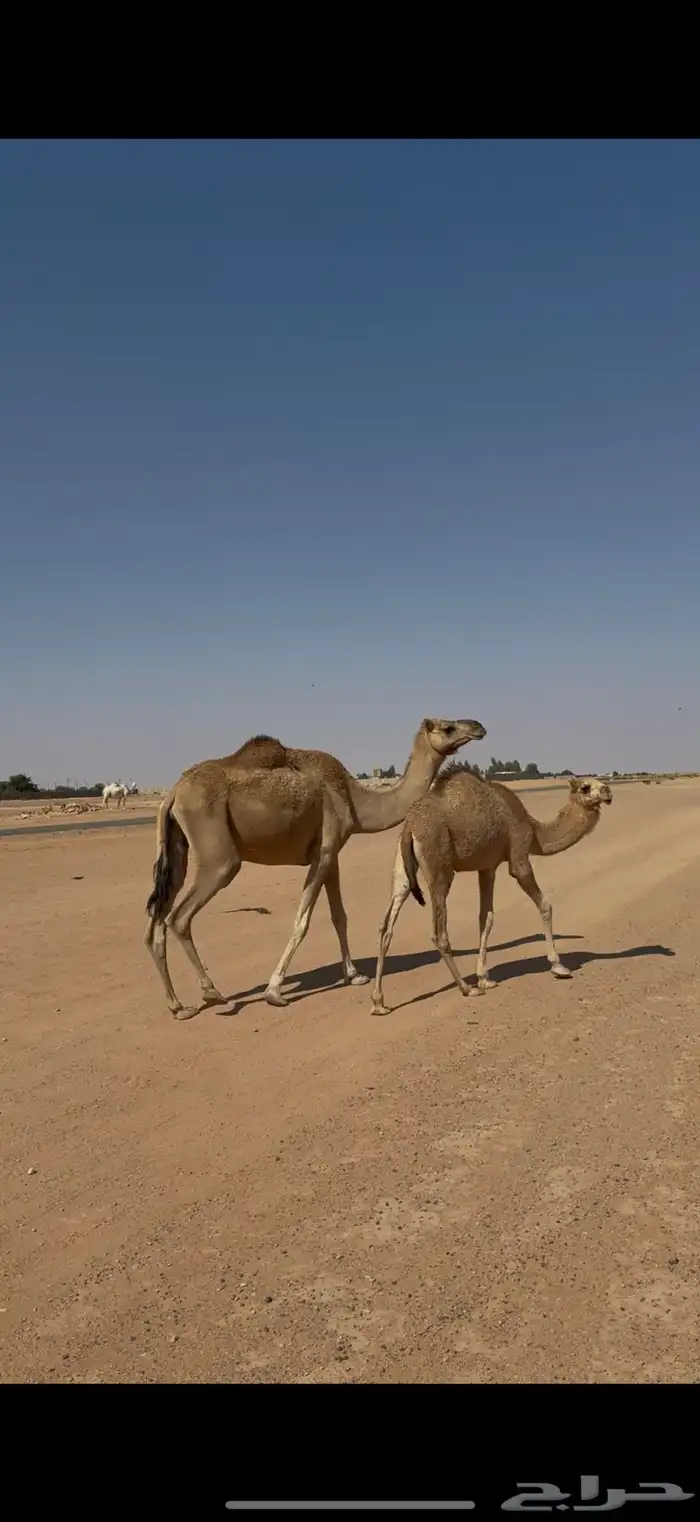 خلفه حمرا طيبه تحتها بكره 2