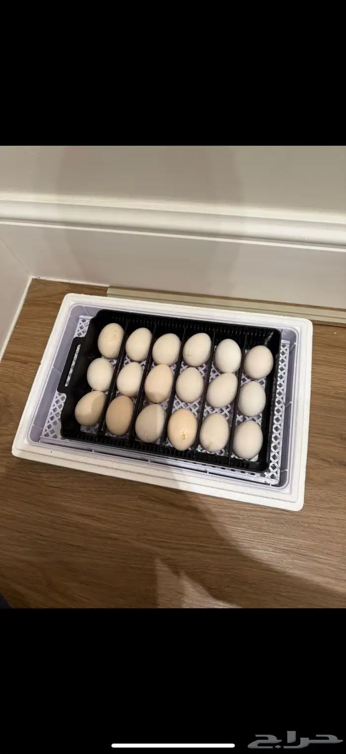 فقاسه للبيع 1