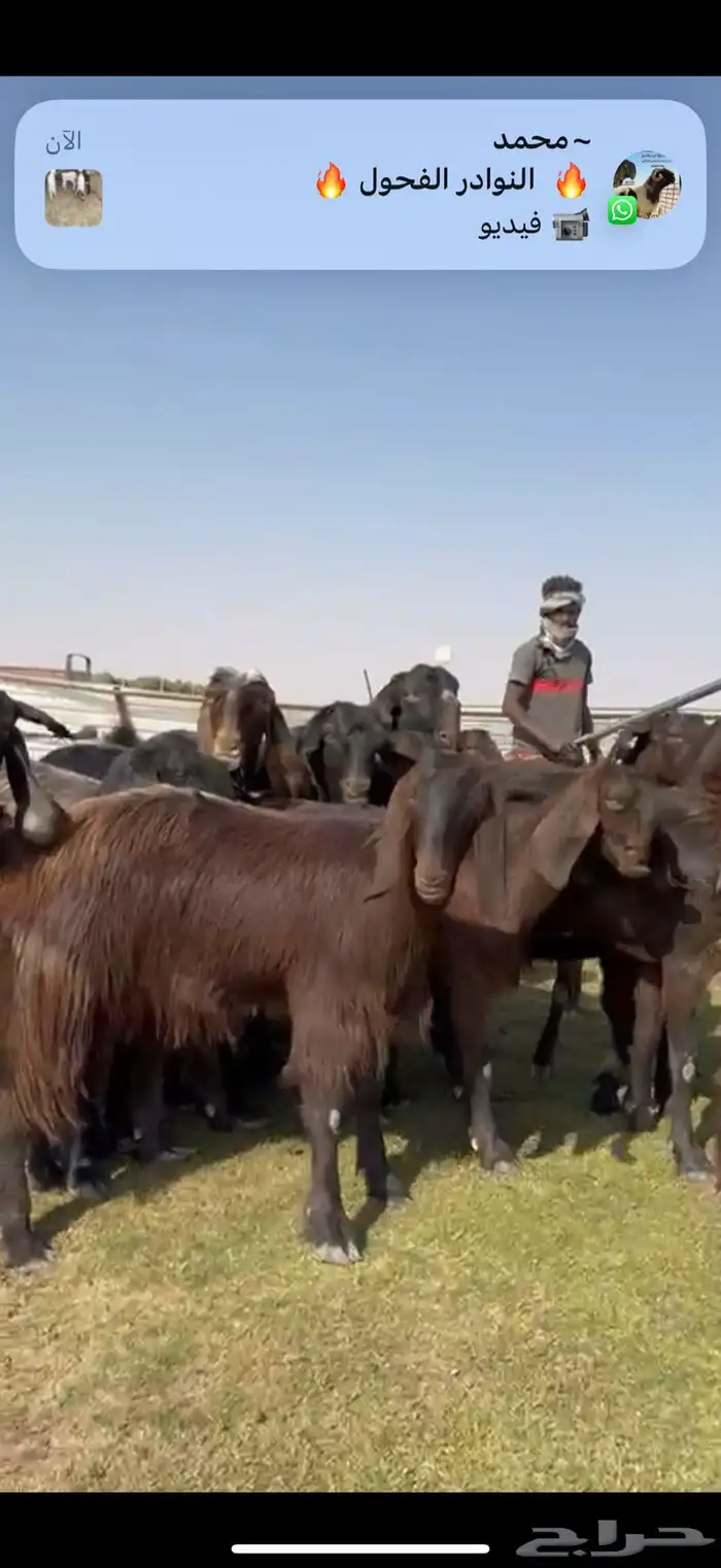 مصريات جم بيور دهم ودبس 3