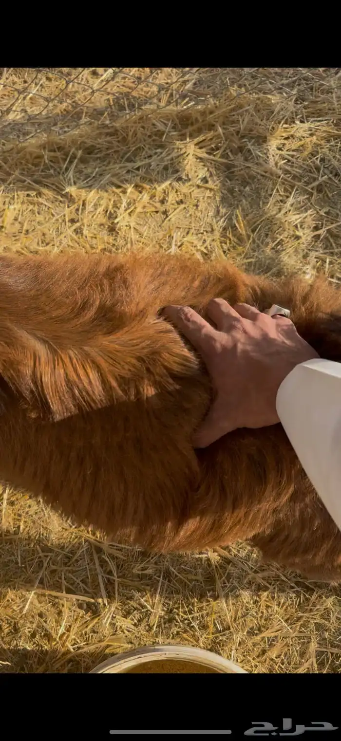 تيوس وجفار 2