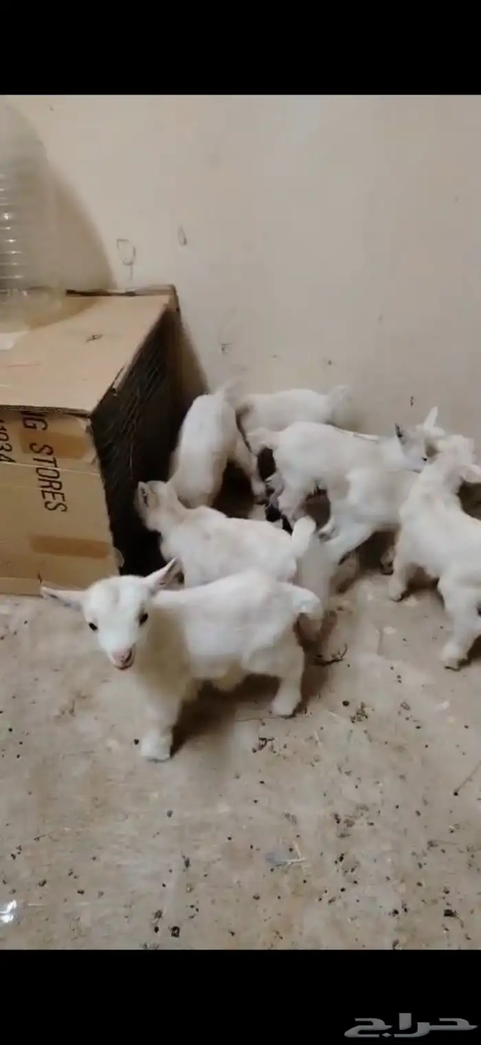 تيوس ماعز قزم للتربيه جاري تعويدها على الرضاعة 0