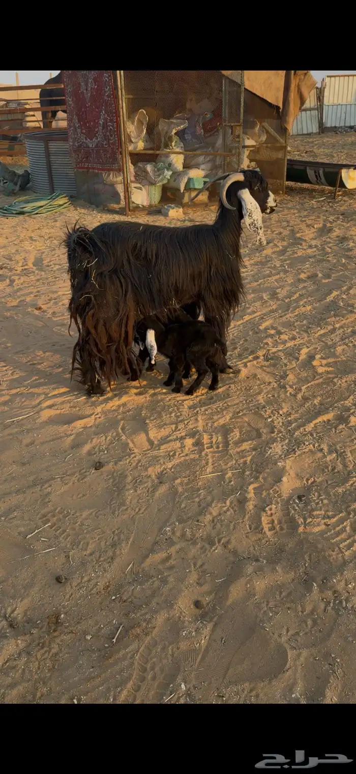 عنز عارضيه متاومه 1