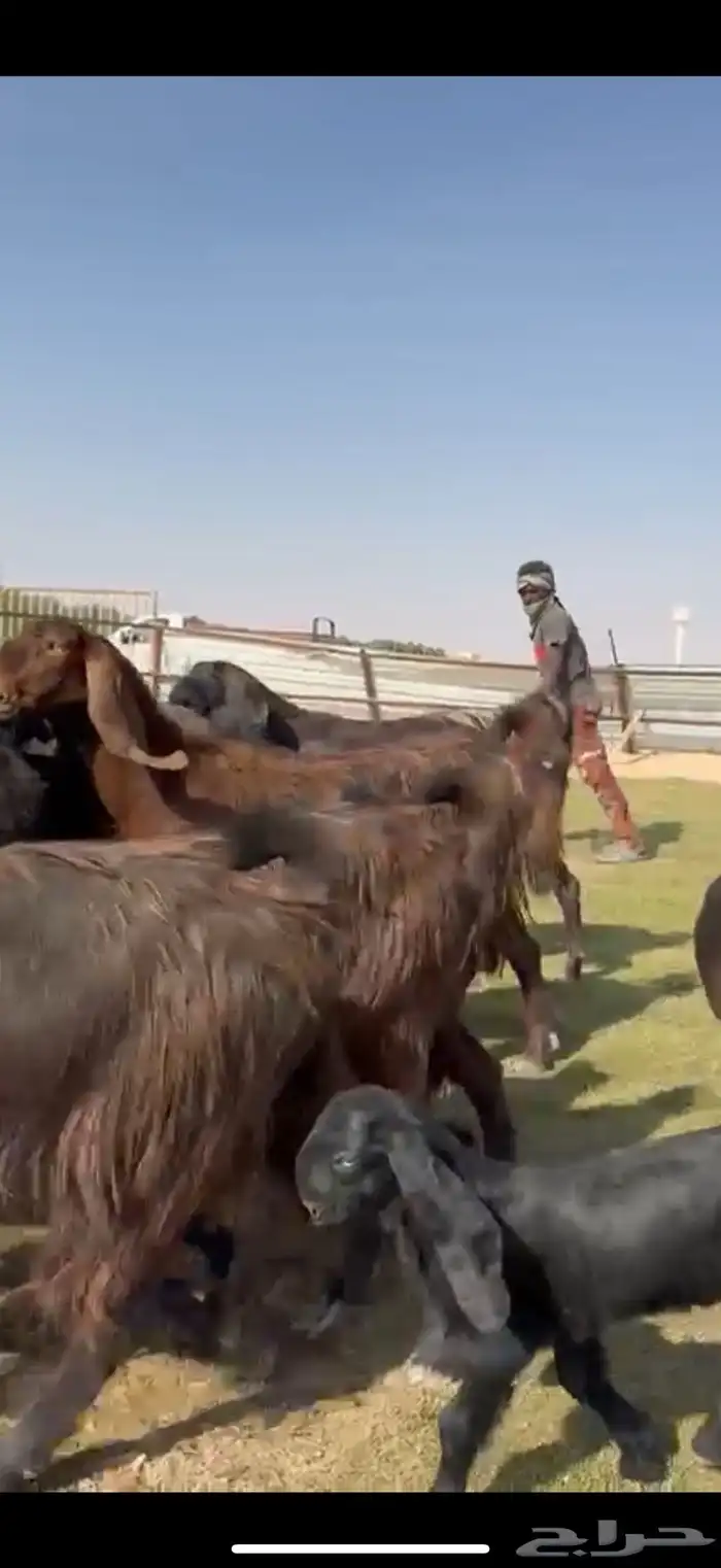 مصريات جم بيور دهم ودبس 8