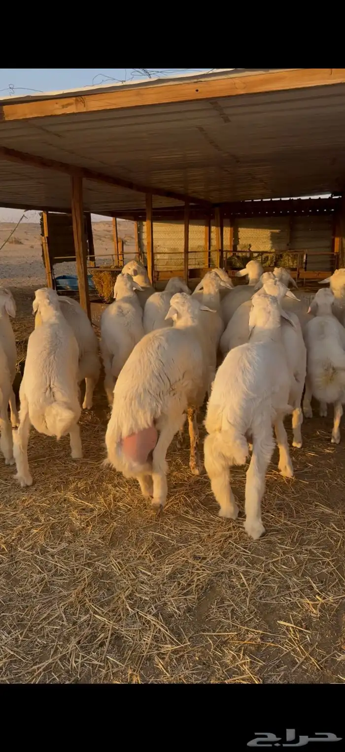 ذبايح حري نعيم تيوس   تمارا 1