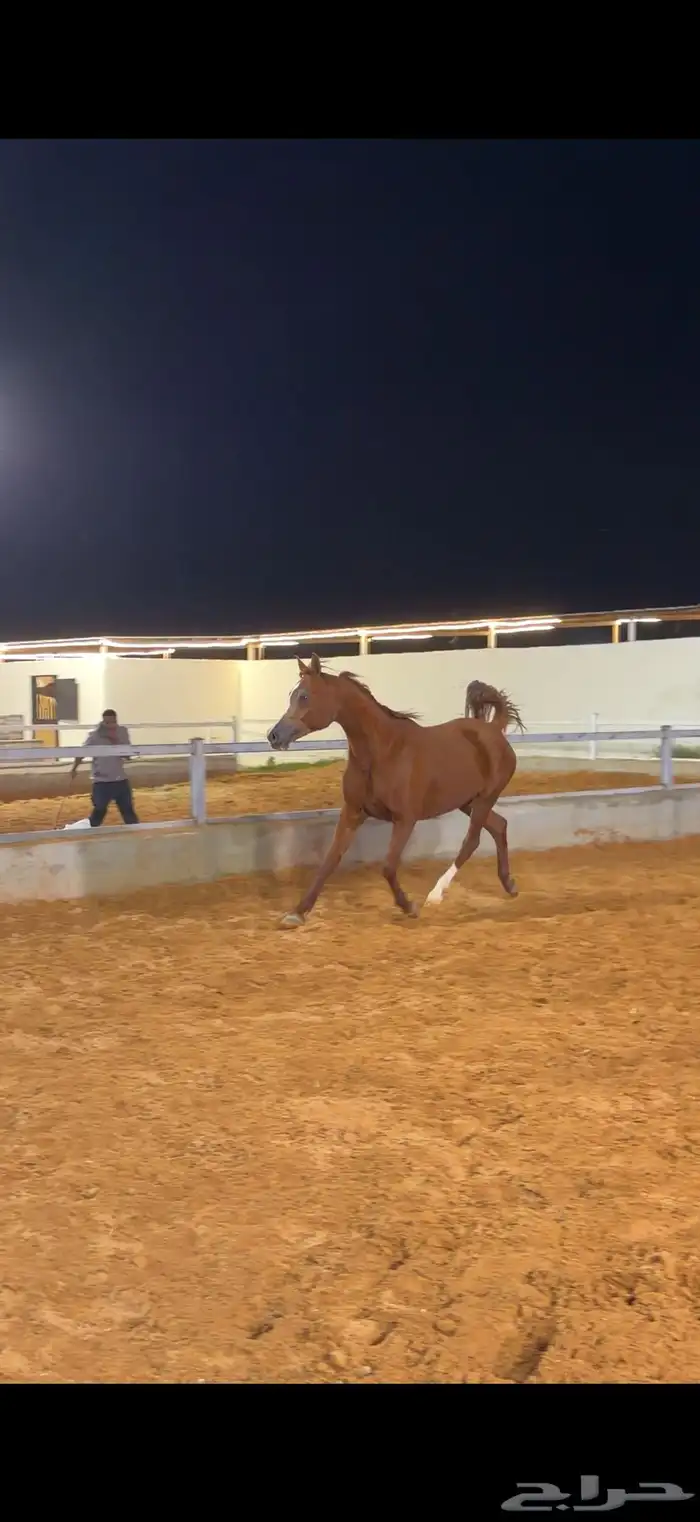 فرس واهو لقاح ثقيل 2