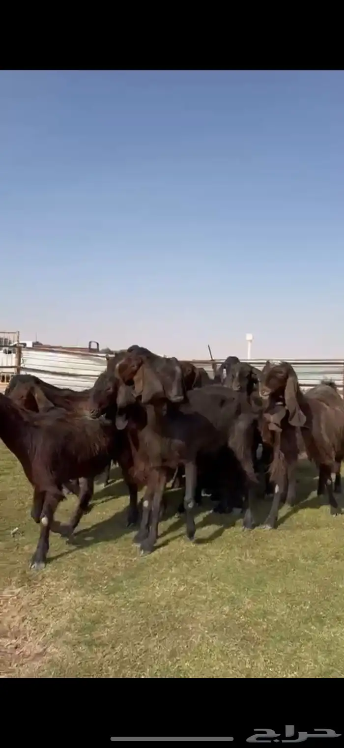 مصريات جم بيور دهم ودبس 12