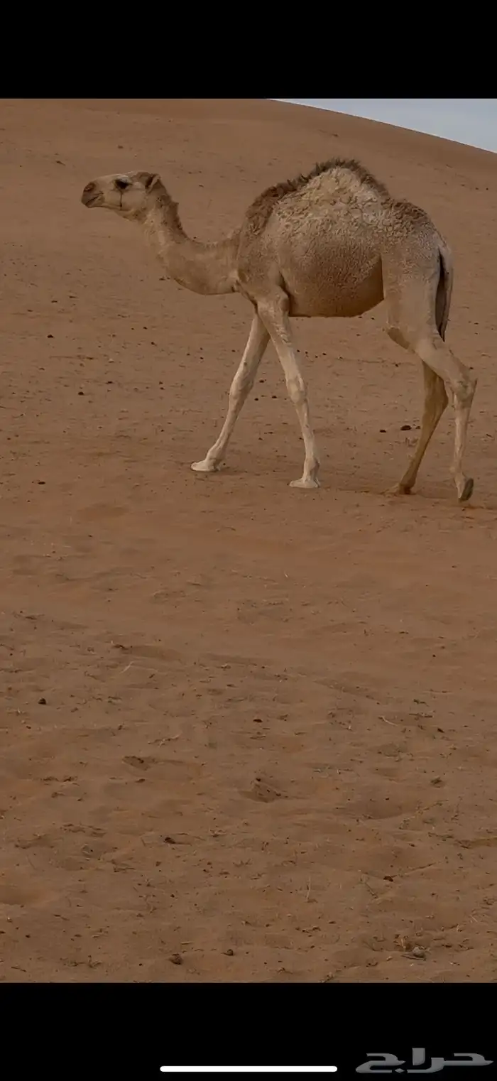 للبيع بكره قصب عمرها خمس شهور 0